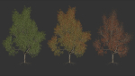 High quality Maple tree 06