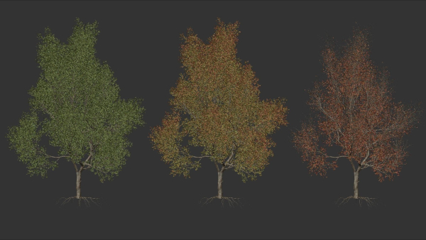 High quality Maple tree 06