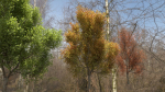 High quality Maple tree 06