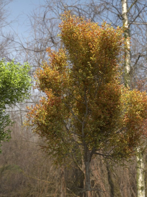 High quality Maple tree 06