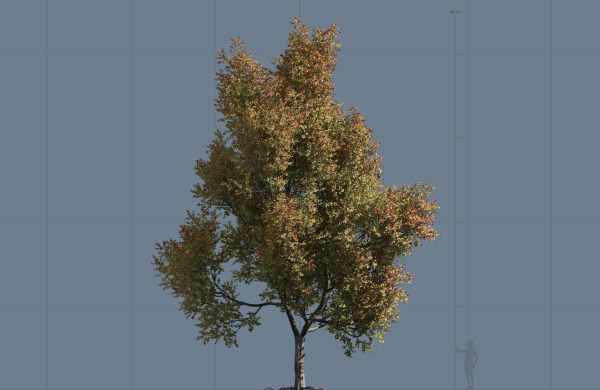 High quality Maple tree 06