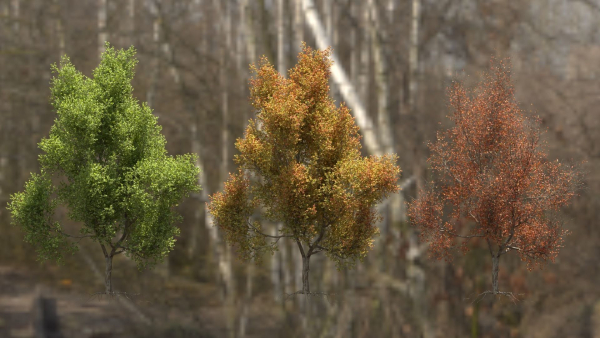 High quality Maple tree 06