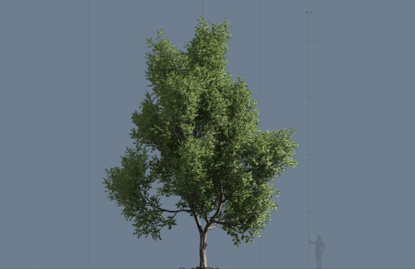 High quality Maple tree 06