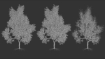 High quality Maple tree 06