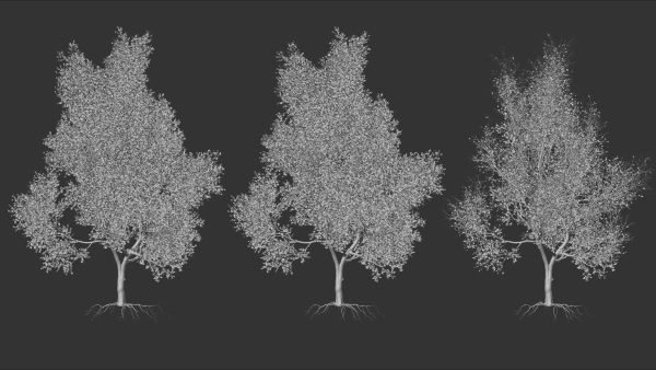 High quality Maple tree 06