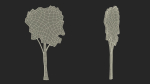 High Tree Silhouette