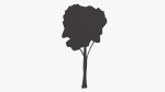High Tree Silhouette