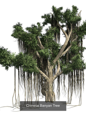 hollywood-juniper-tree-chinese-banyan-tree-bundle-3d-model-518221c9b4