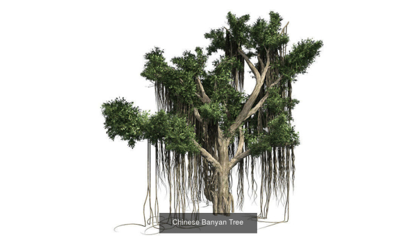 Hollywood Juniper Tree - Chinese Banyan Tree Bundle