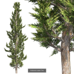Hollywood Juniper Tree - Chinese Banyan Tree Bundle
