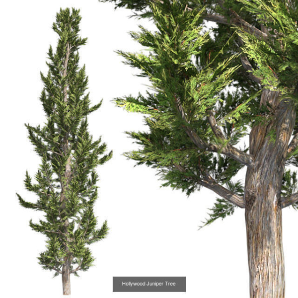 Hollywood Juniper Tree - Chinese Banyan Tree Bundle