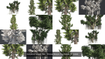 Hollywood Juniper Tree - Chinese Banyan Tree Bundle