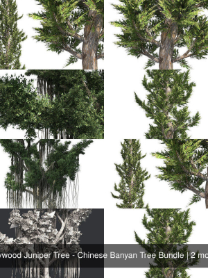 Hollywood Juniper Tree - Chinese Banyan Tree Bundle