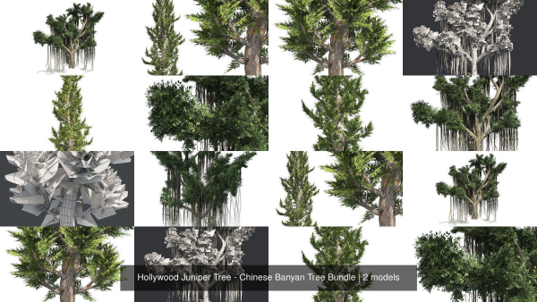 Hollywood Juniper Tree - Chinese Banyan Tree Bundle