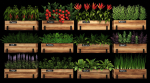 Home plants