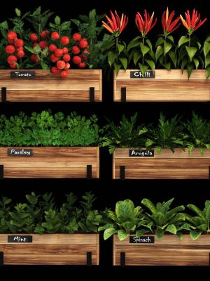 Home plants