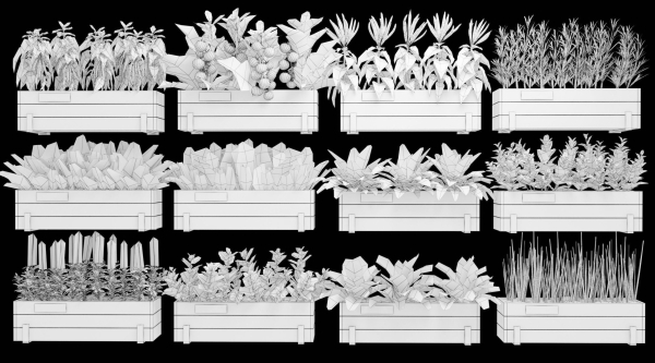 Home plants