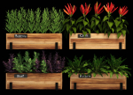 Home plants