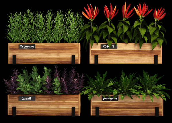 Home plants