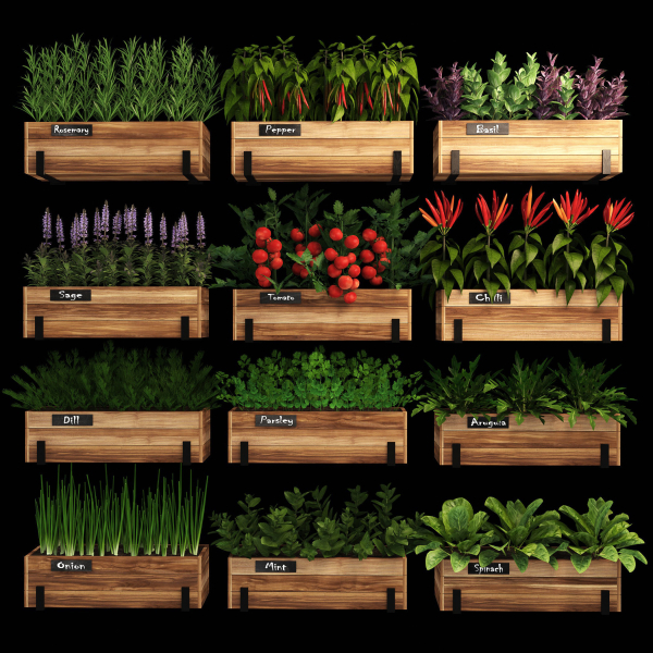 Home plants