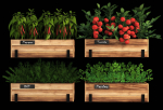 Home plants