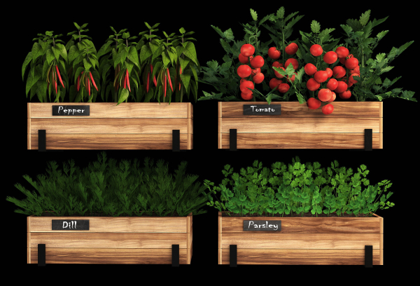 Home plants