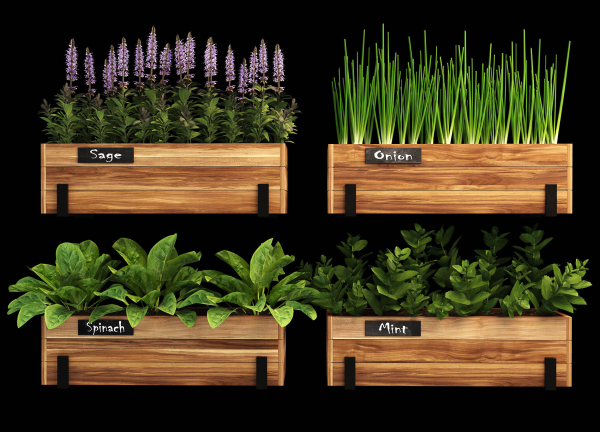 Home plants