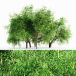 Honey Mesquite Flowers tree collection 5 trees in the scene