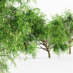 Honey Mesquite Flowers tree collection 5 trees in the scene