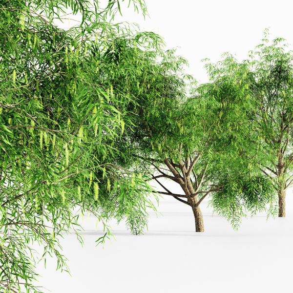 Honey Mesquite Flowers tree collection 5 trees in the scene
