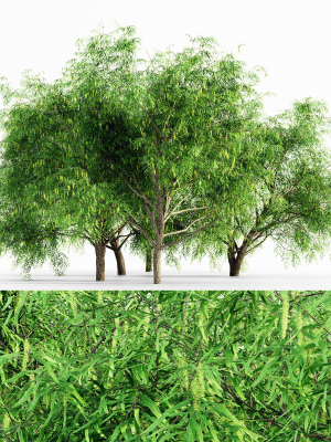 Honey Mesquite Flowers tree collection 5 trees in the scene