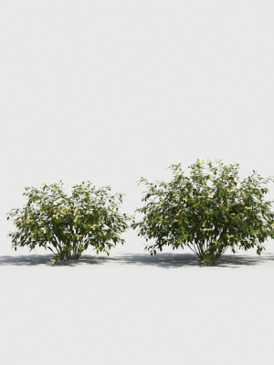 honeysuckle-3d-model-00e611db86