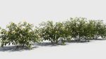 Honeysuckle