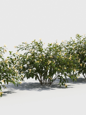 Honeysuckle