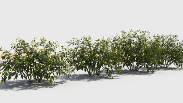 Honeysuckle