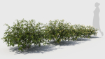 Honeysuckle