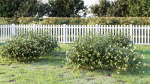 Honeysuckle