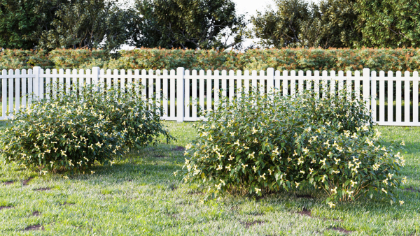 Honeysuckle