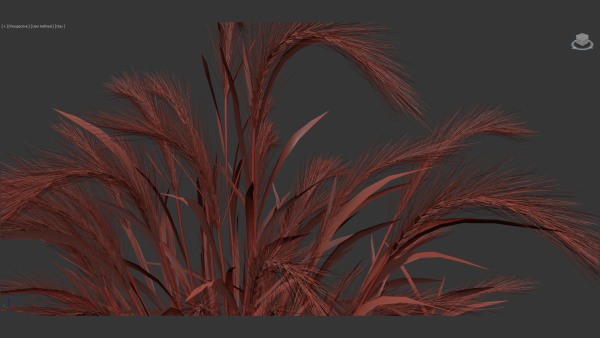 Hordeum jubatum Foxtail barley 3D Model 02