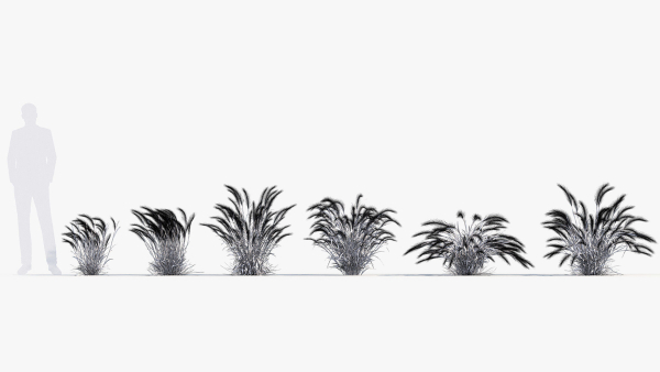 Hordeum jubatum Foxtail barley 3D Model 02
