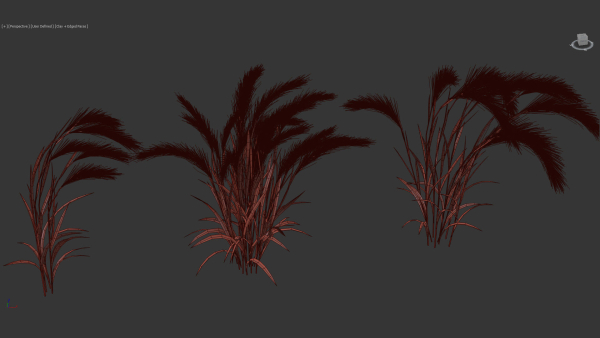 Hordeum jubatum Foxtail barley 3D Model 02