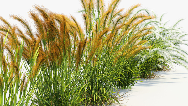 Hordeum jubatum Foxtail barley 3D Model 02