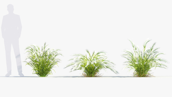 Hordeum jubatum Foxtail barley 3D Model 02