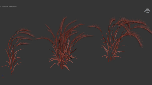 Hordeum jubatum Foxtail barley 3D Model 02