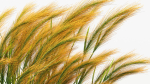 Hordeum jubatum Foxtail barley 3D Model 02
