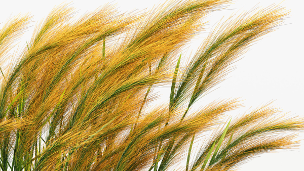 Hordeum jubatum Foxtail barley 3D Model 02