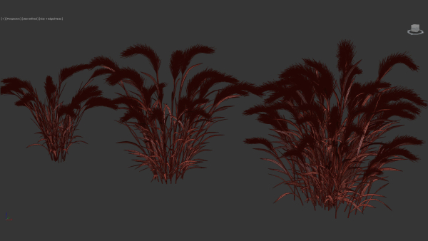 Hordeum jubatum Foxtail barley 3D Model 02