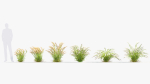 Hordeum jubatum Foxtail barley 3D Model 02