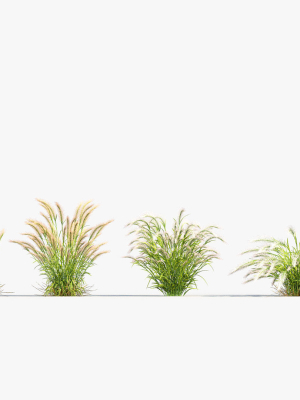 hordeum-jubatum-foxtail-barley-3d-model-02-3d-model-6858c85ae5