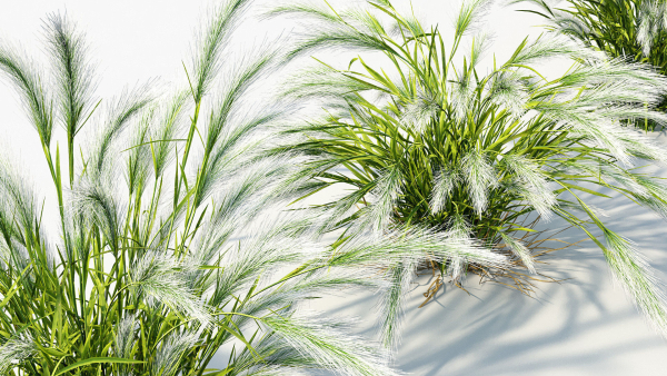 Hordeum jubatum Foxtail barley 3D Model 02